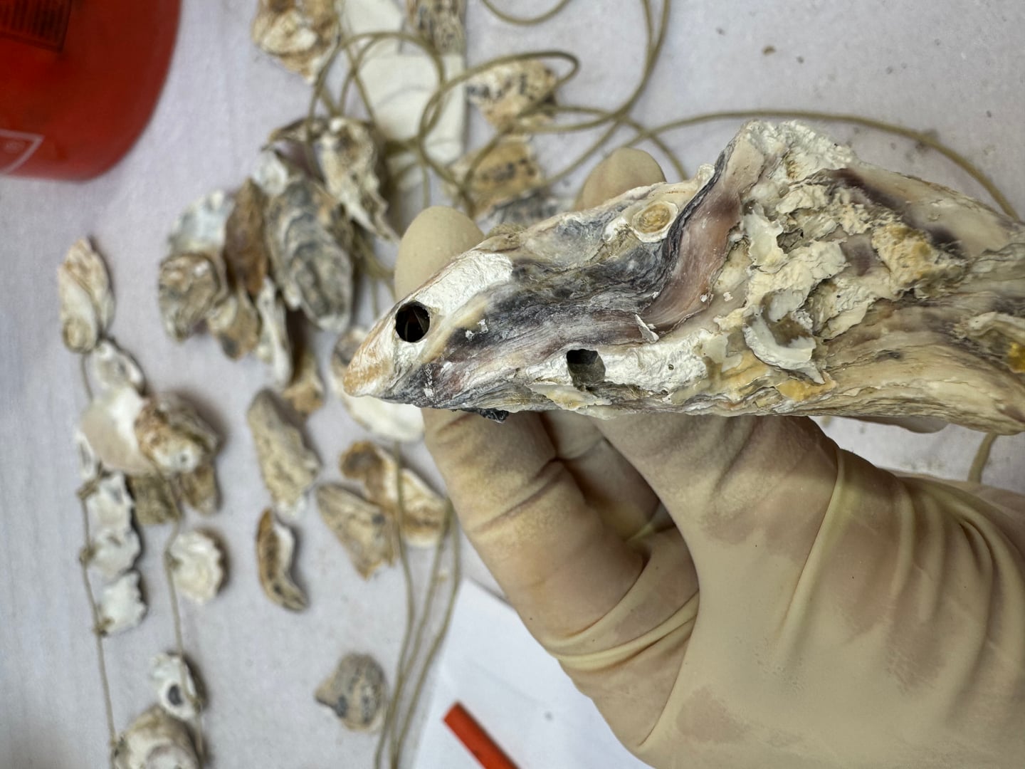 Hanging Seashells - Image 2